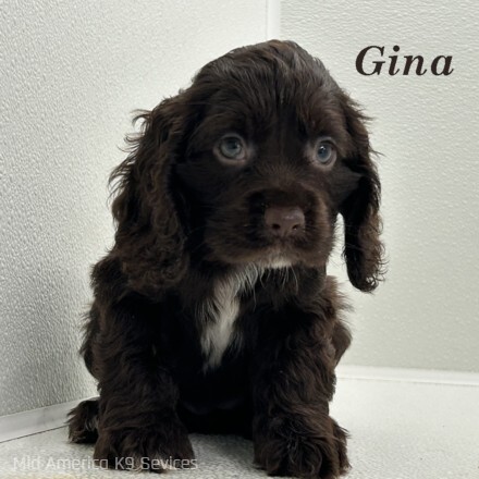 puppy, for, sale, Cocker Spaniel, Joe & Cherri  Overlease, dog, breeder, Miller, MO, dog-breeder, puppy-for-sale, forsale, nearby, find, puppyfind, locator, puppylocator, aca